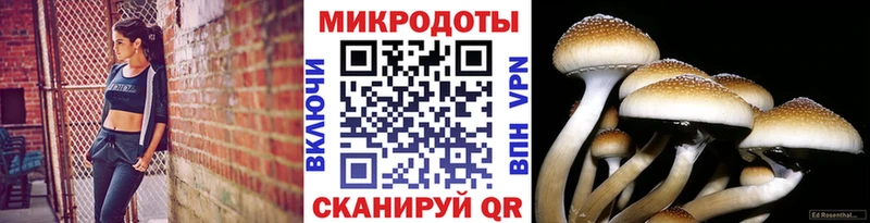 Псилоцибиновые грибы Cubensis  Купить где  Гурьевск 